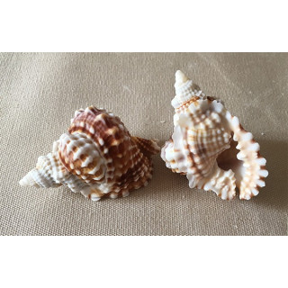 Distorsio Anus 4/6cm par 6