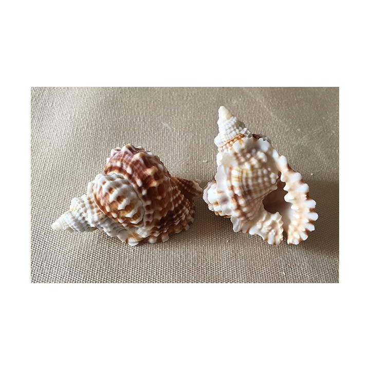 Distorsio Anus 4/6cm par 6