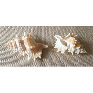 Apollon Perca 3/4cm par 12