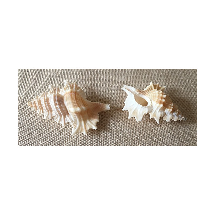 Apollon Perca 3/4cm par 12