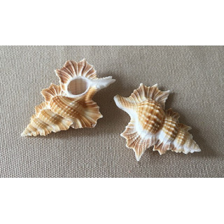 Apollon Perca 5/6cm par 6