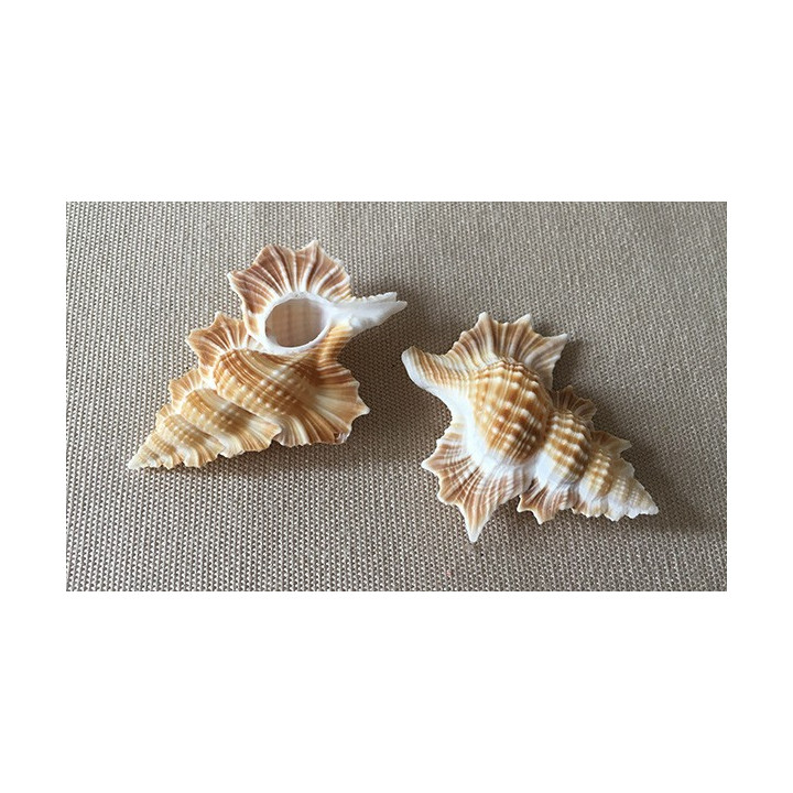 Apollo Perca 5/6cm by 6