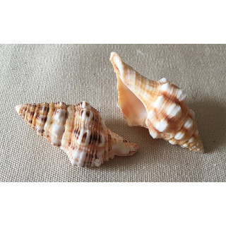 Latirus Polygonus 3/7cm par 25