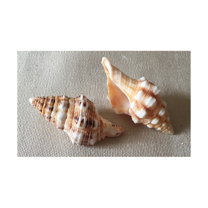 Latirus Polygonus 3/7cm par 25