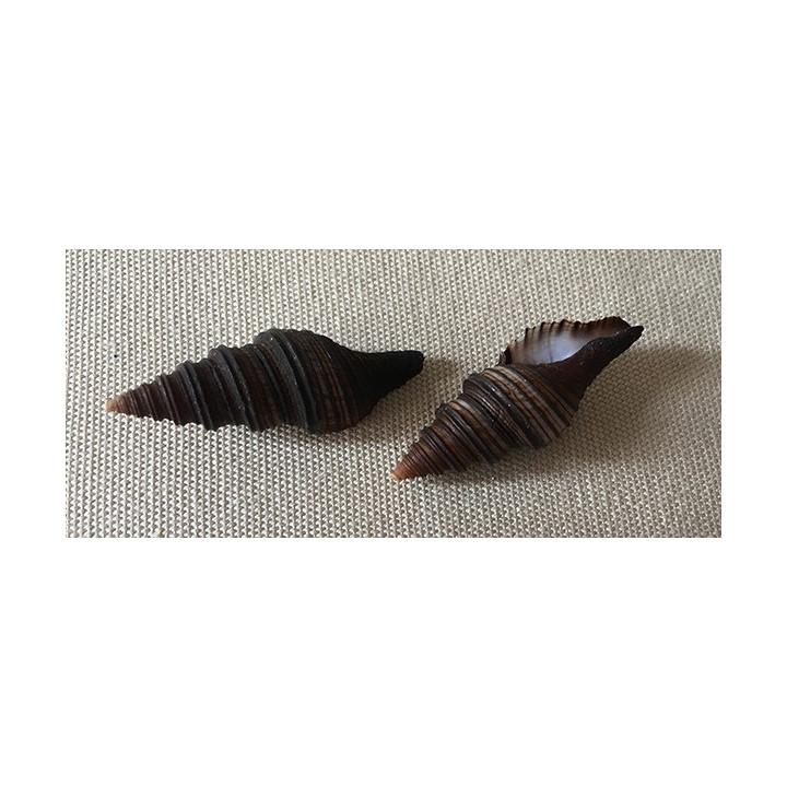 Turris Polytropa 4/5cm by 12