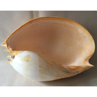 Volute Amphora 34/37cm lot of 1