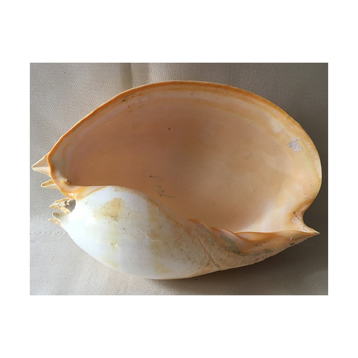 Volute Amphora 34/37cm lot of 1