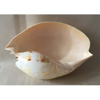 Melo Amphora 24/28cm lot of 1