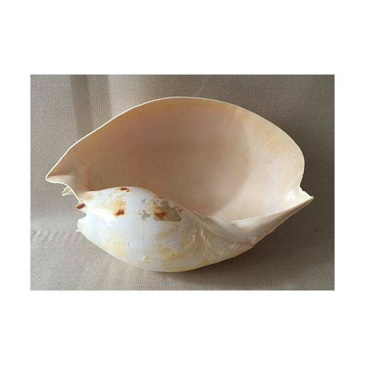 Melo Amphora 24/28cm lot of 1