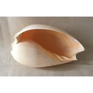 Melo Broderipi 13/16cm lot de 12