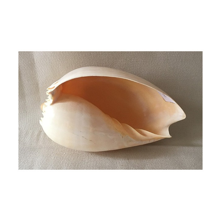 Melo Broderipi 13/16cm lot of 12