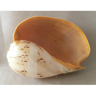 Melo Broderipi 23/26cm lot de 1