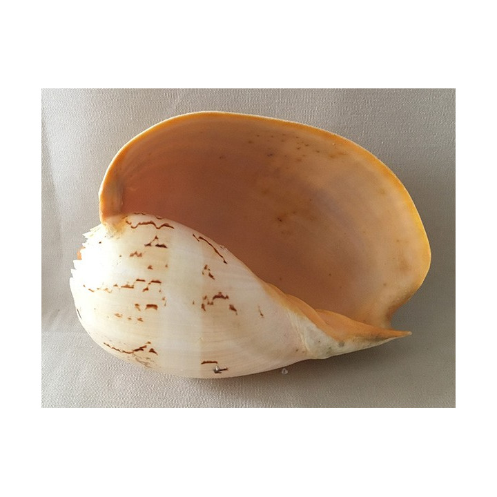 Melo Broderipi 23/26cm lot of 1