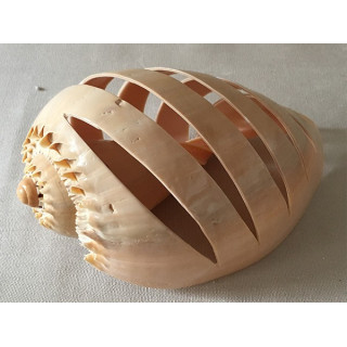 Melo Strie 15/16cm lot de 6