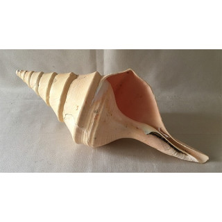 Syrinx Aruanus 30/35cm