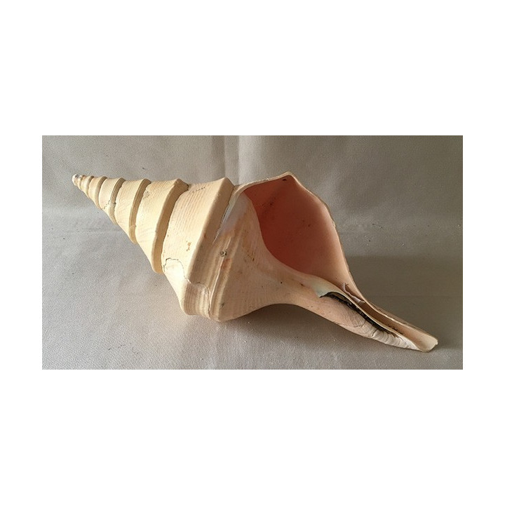 Syrinx Aruanus 30/35cm