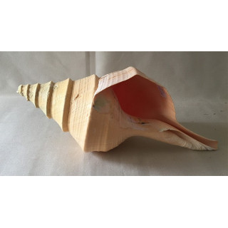 Syrinx Aruanus 50/53cm