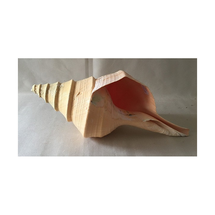 Syrinx Aruanus 50/53cm