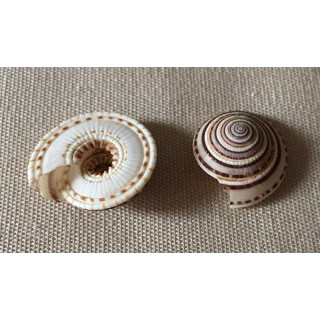 Architectonica Perspectiva 2/2.5cm - set of 100