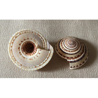 Architectonica Perspectiva 3/3.5cm set of 100