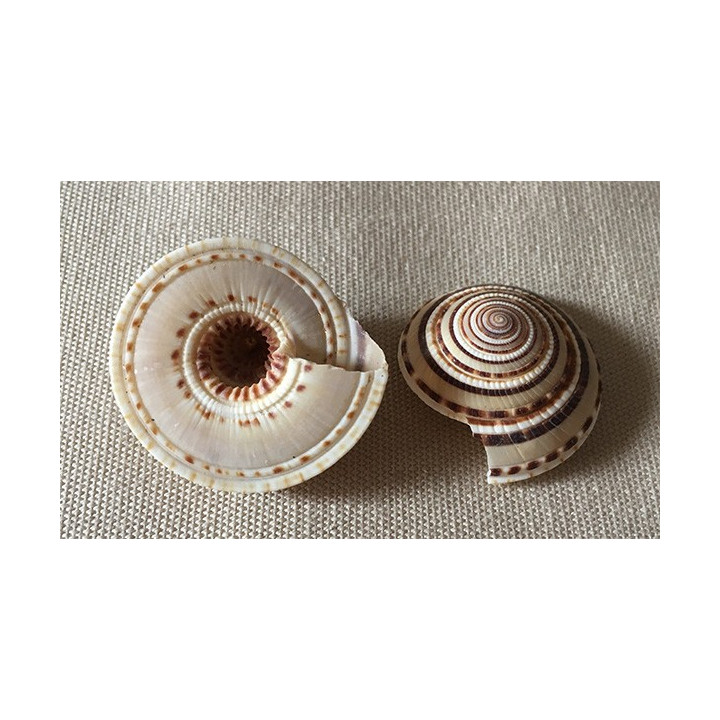 Architectonica Perspectiva 3/3.5cm set de 100