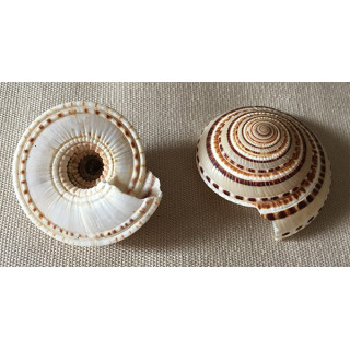 Architectonica Perspectiva 4/5cm lot de 20