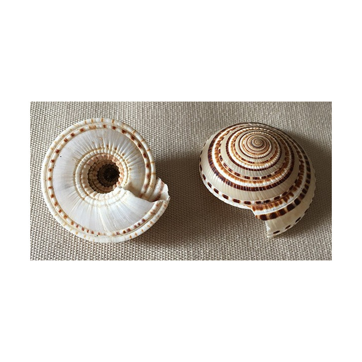 Architectonica Perspectiva 4/5cm lot de 20