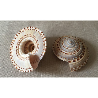 Architectonica Maxima 6/7cm lot de 6