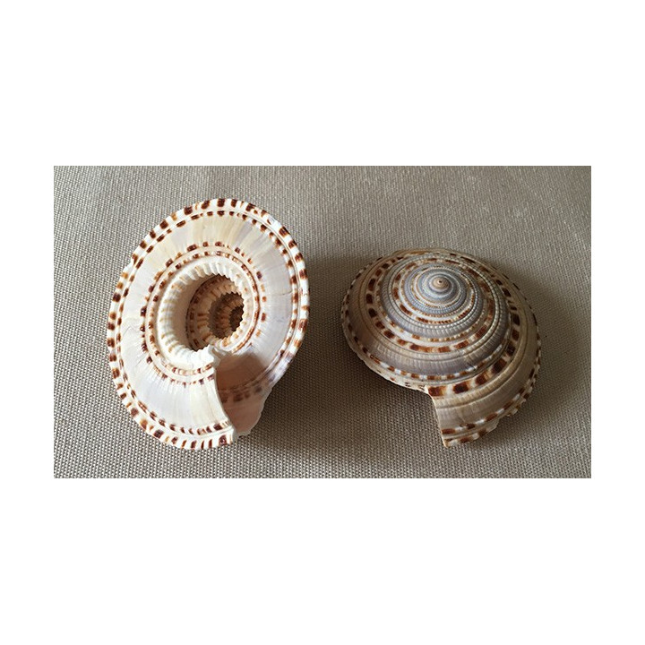 Architectonica Maxima 6/7cm lot de 6