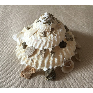 Xenophora Corrugata 4/7cm lot of 3