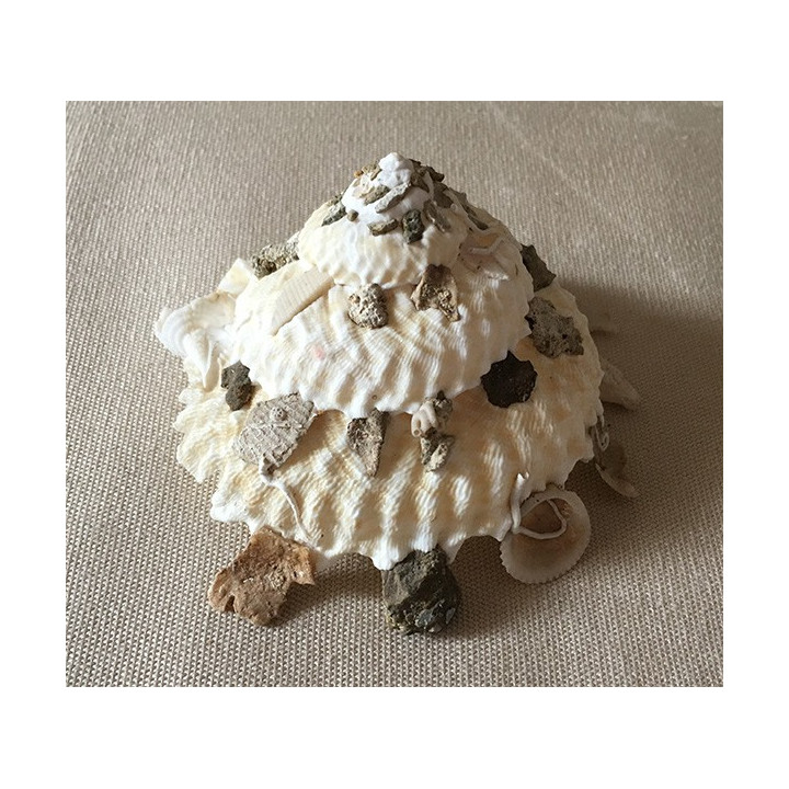 Xenophora Corrugata 4/7cm lot of 3