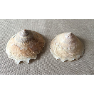 Xenophora japonica 5/7cm by 3