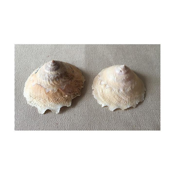 Xenophora japonica 5/7cm par 3