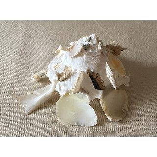 Xenophora Pallidula 5/7cm lot de 3