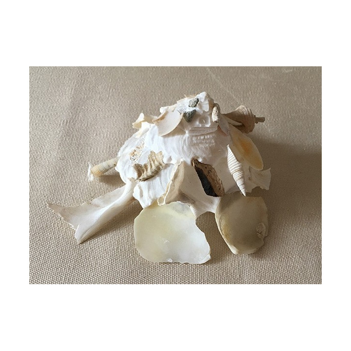 Xenophora Pallidula 5/7cm lot of 3