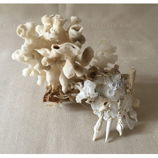 Xenophora Pallidula avec Eponge 15cm par 1