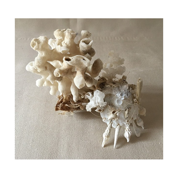 Xenophora Pallidula with Sponge 15cm by 1