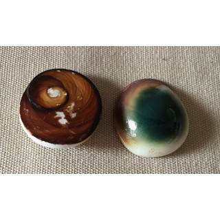 Green operculum turbo 2.5/3cm 1 batch of 100
