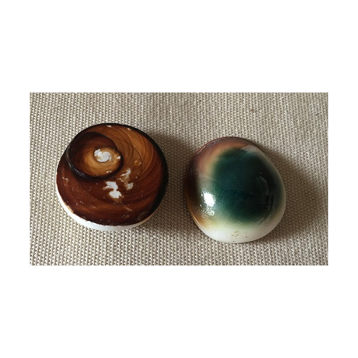 Green operculum turbo 2.5/3cm 1 batch of 100
