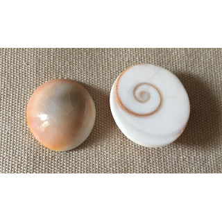 Opercule "Oeil de Shiva" Poli 1 lot de 50