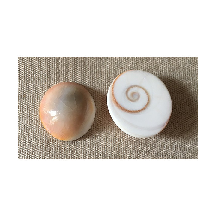 Opercule "Oeil de Shiva" Poli 1 lot de 50