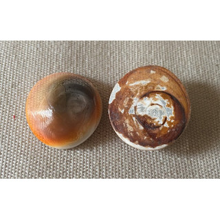 Red operculum turbo 2.5/2.7cm 1 batch of 100