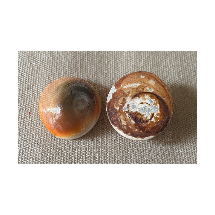 Opercule de Turbo Rouge 2.5/2.7cm 1 lot de 100