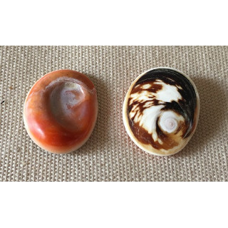 Opercule "Oeil de Ste Lucie" lot de 12