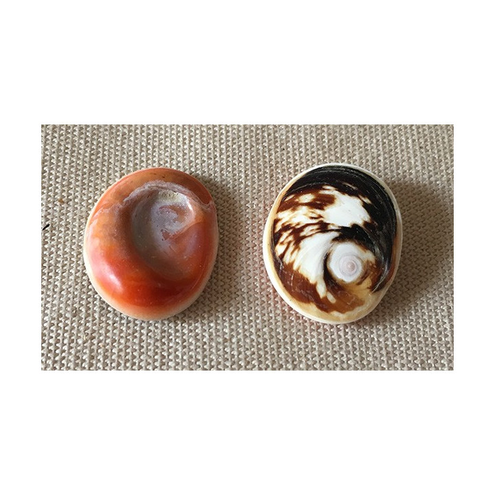 Opercule "Oeil de Ste Lucie" lot de 12