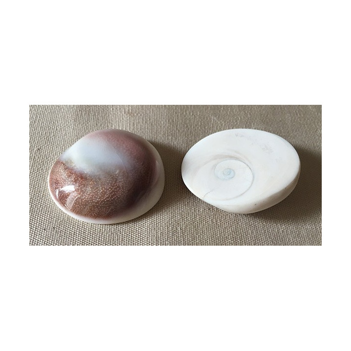 Burgo Poli Opercle 4/5cm lot of 12