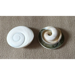 Opercule de Cortes 2.5/3cm par 6