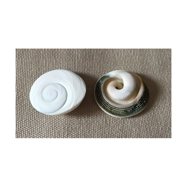 Cortes Operculum 2.5/3cm by 6