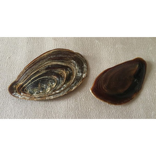 Operculum charonia 9/11cm lot of 6