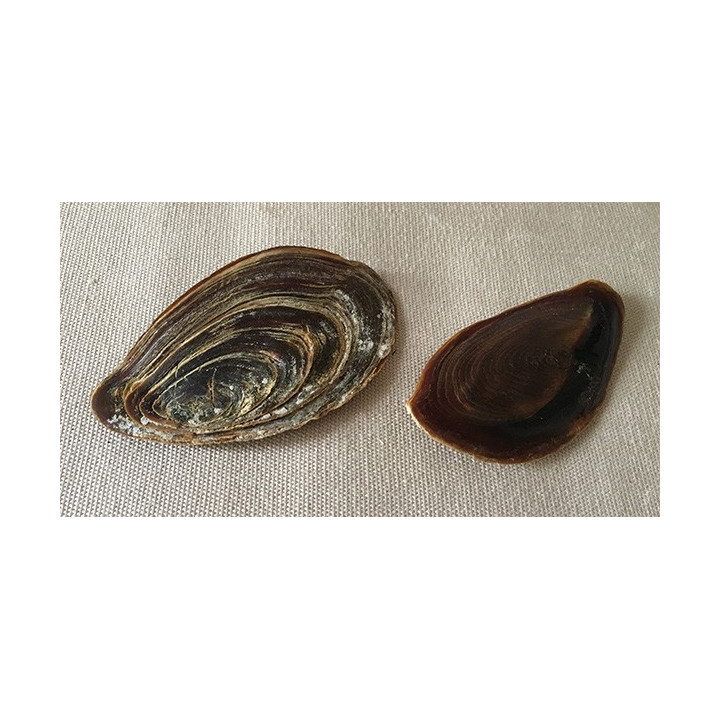 Opercule de Charonia 9/11cm lot de 6